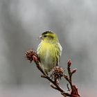 Erlenzeisig läutet den Frühling ein