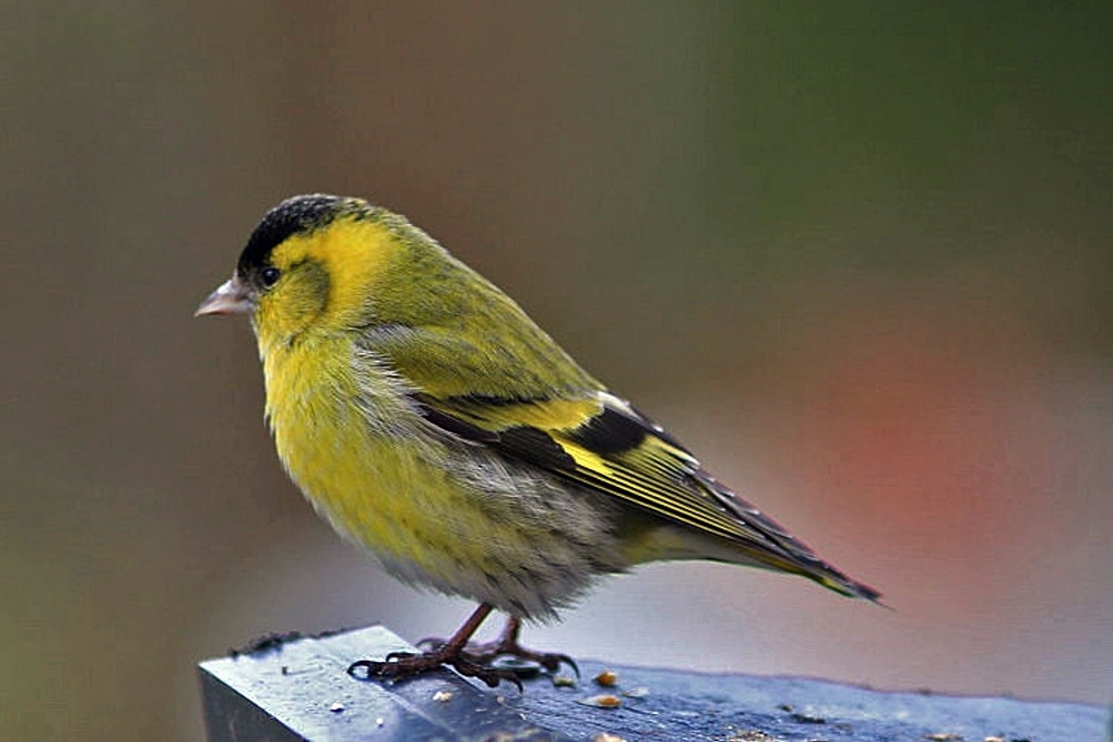 Erlenzeisig Mannchen Foto Bild Tiere Wildlife Wild Lebende Vogel Bilder Auf Fotocommunity