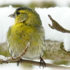 Erlenzeisig Männchen seitlich gesehen.  Bild 2