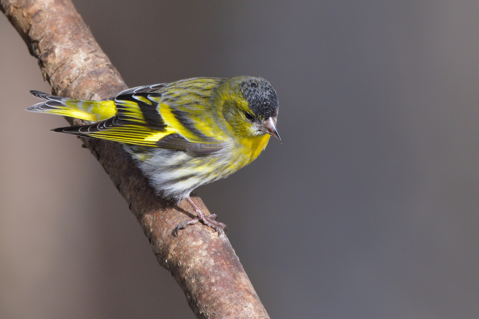 Erlenzeisig Männchen (Spinus spinus, Syn.: Carduelis spinus)