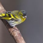 Erlenzeisig Männchen (Spinus spinus, Syn.: Carduelis spinus)