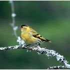 --- Erlenzeisig, männl. --- ( Carduelis spinus )