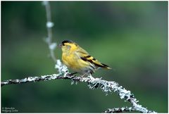 --- Erlenzeisig, männl. --- ( Carduelis spinus )