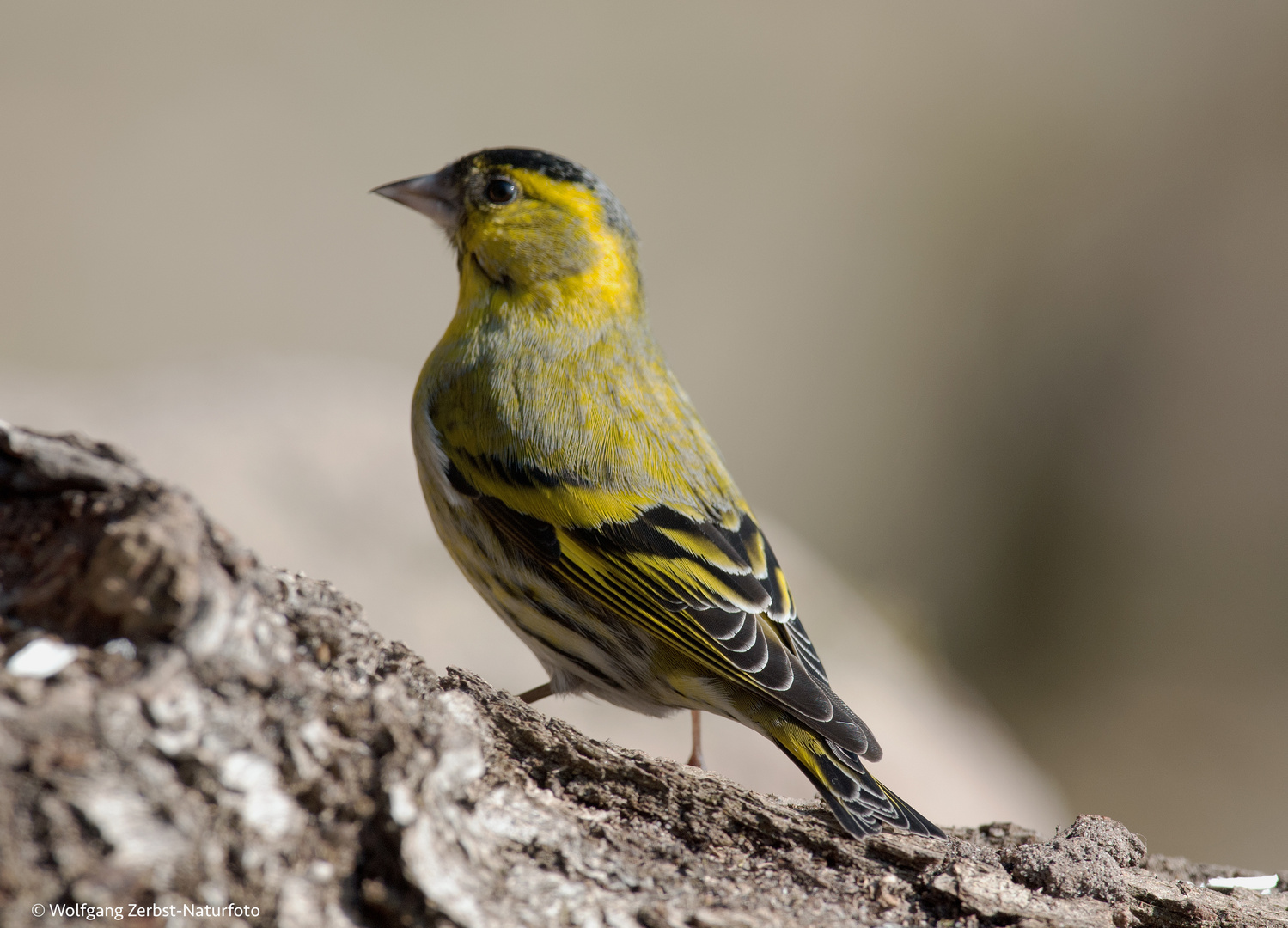 --- Erlenzeisig männl. ---  ( Carduelis spinus )