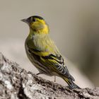 --- Erlenzeisig männl. ---  ( Carduelis spinus )