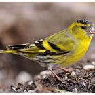 - Erlenzeisig männl. - ( Carduelis spinus )