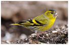 - Erlenzeisig männl. - ( Carduelis spinus ) von Wolfgang Zerbst - Naturfoto