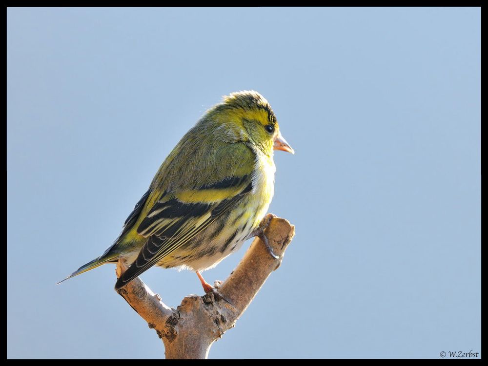 - Erlenzeisig männl. - ( Carduelis spinus )