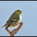 - Erlenzeisig männl. - ( Carduelis spinus )