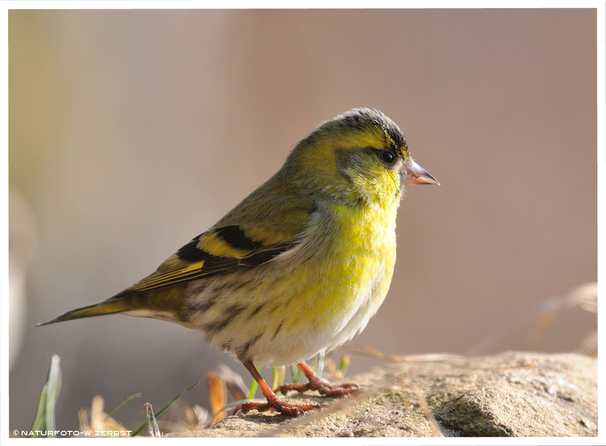 -- Erlenzeisig männl. -- ( Cerduelis spinus )