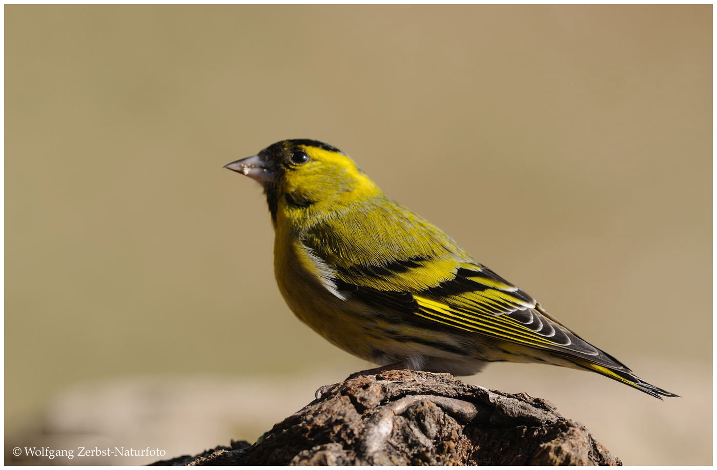 --- Erlenzeisig , männlich --- ( Carduelis flammea )