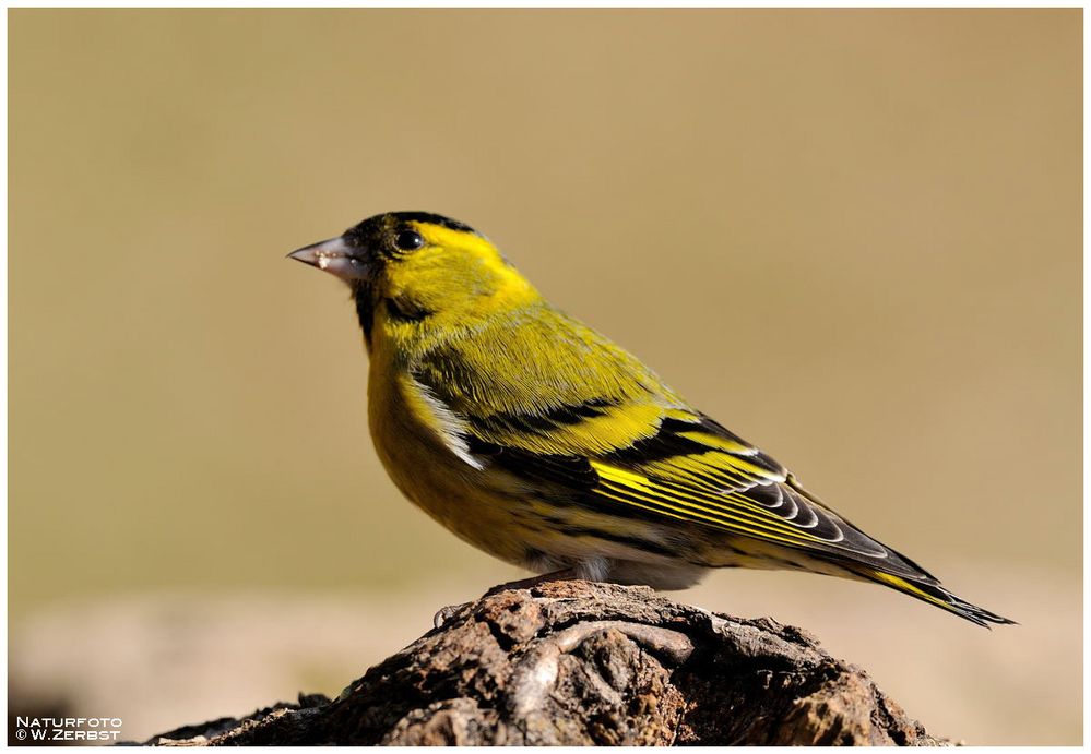 - Erlenzeisig männlich ( Carduelis spinus )