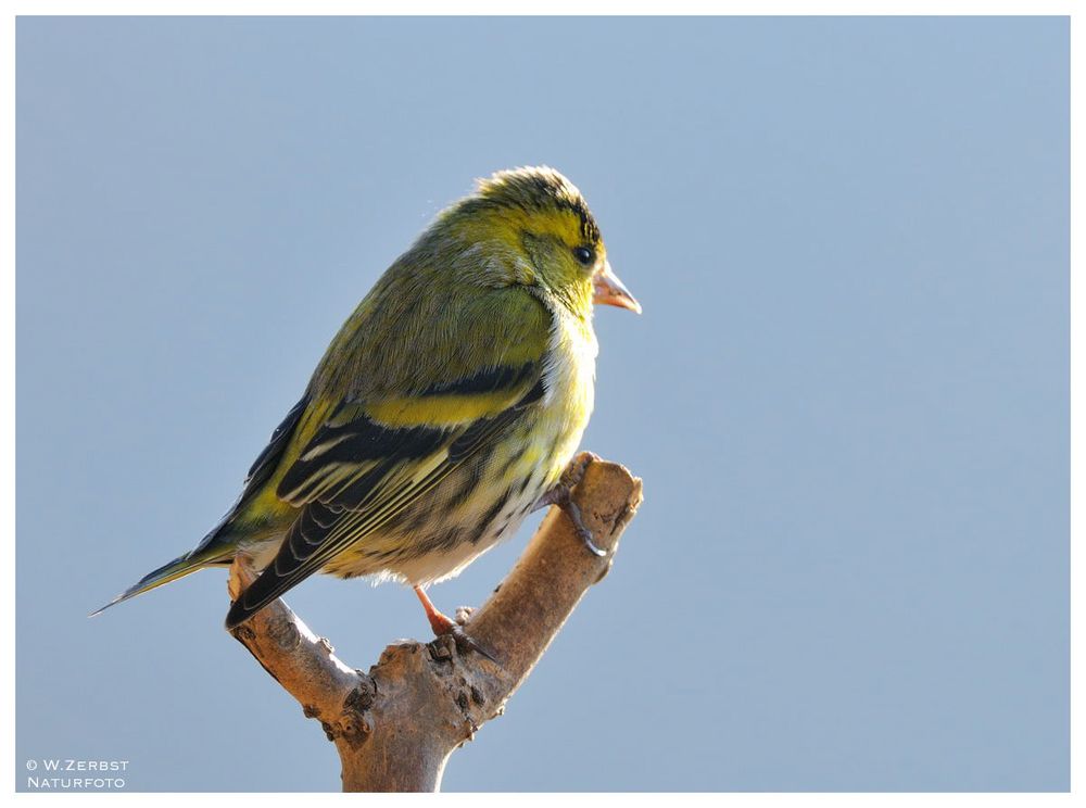 - Erlenzeisig  männlich -      ( Carduelis spinus )