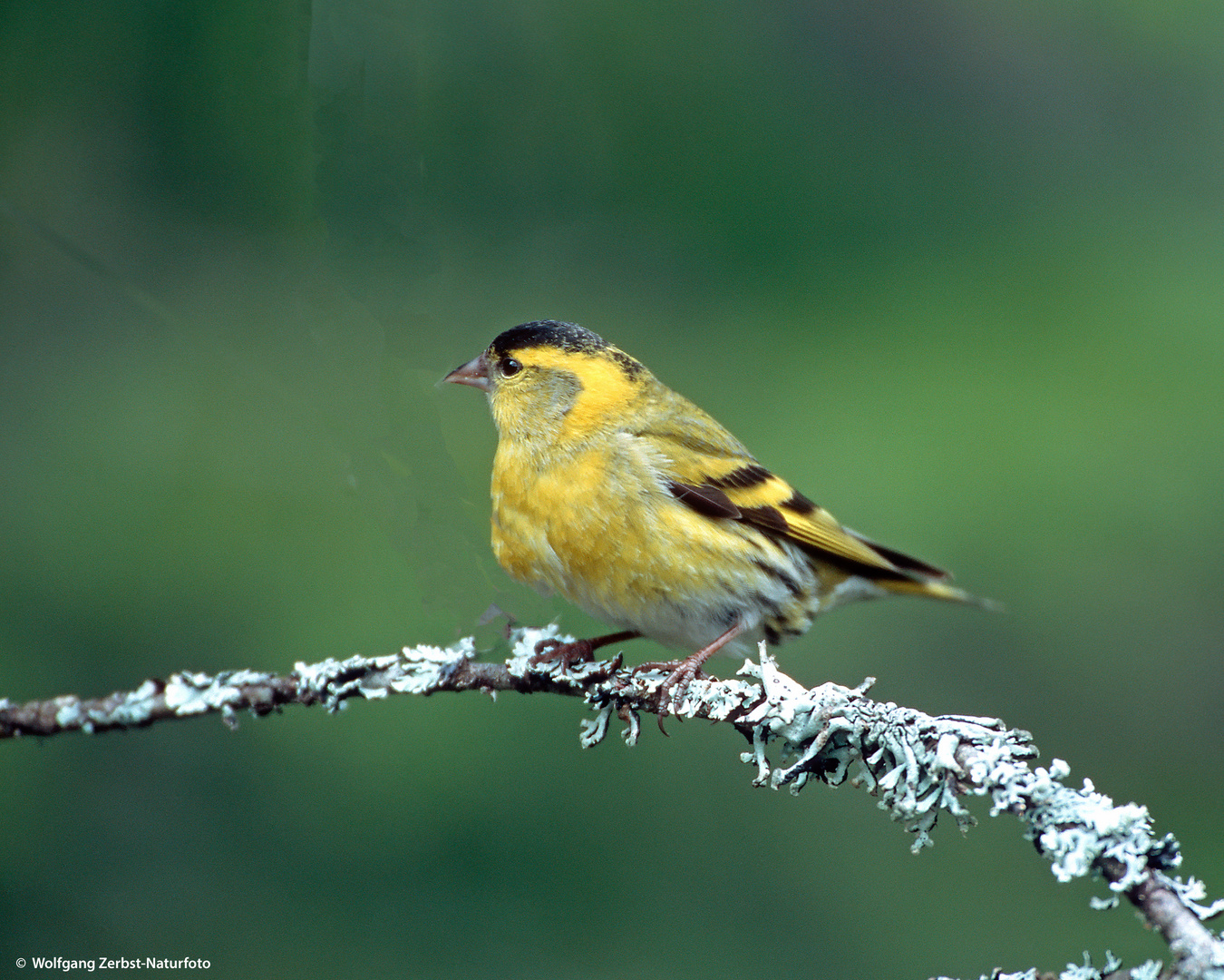 ---  Erlenzeisig männlich ---   ( Carduelis spinus )