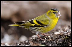 --- Erlenzeisig männlich --- ( Carduelis spinus )