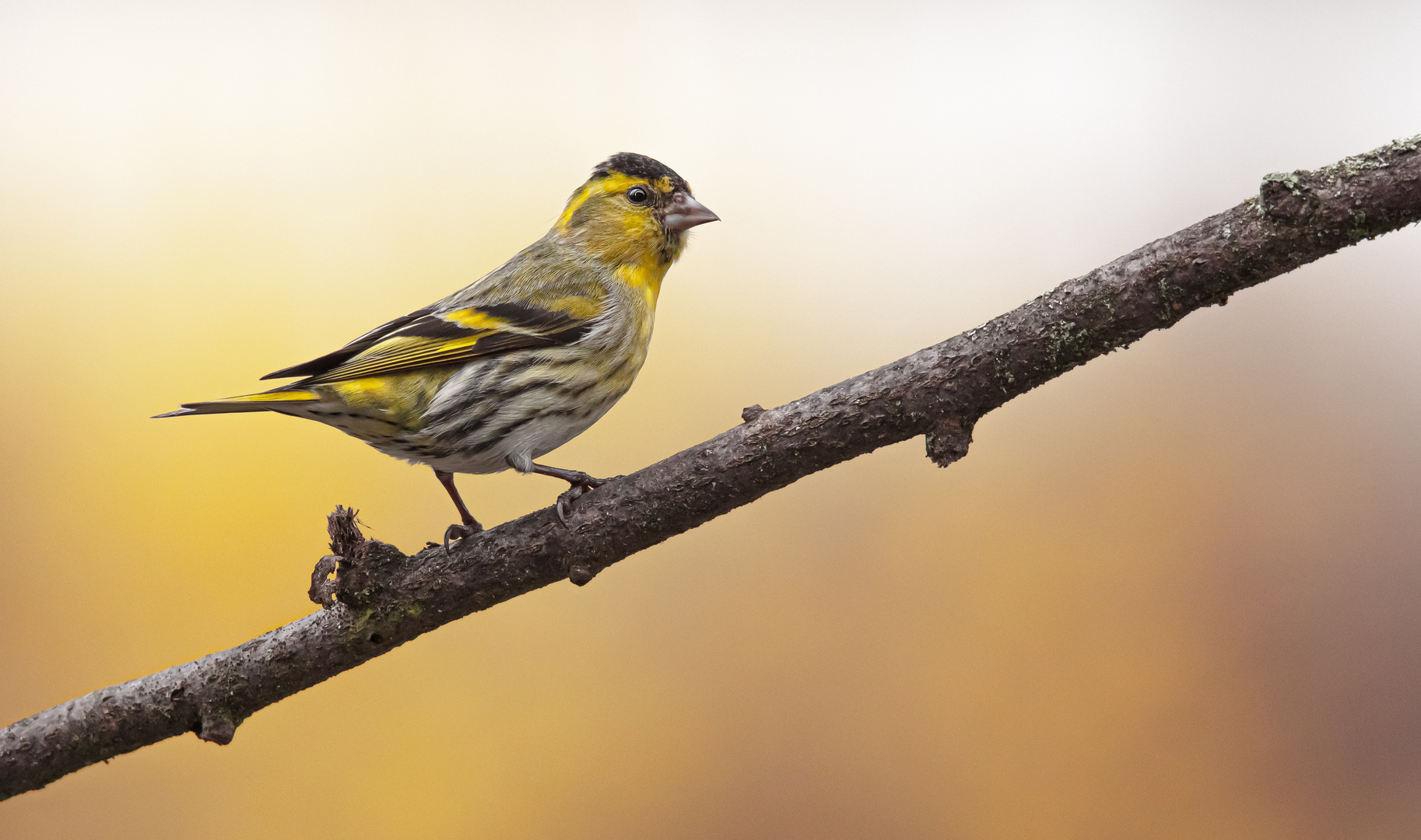 Erlenzeisig         ( Siskin )                               