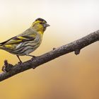 Erlenzeisig         ( Siskin )                               