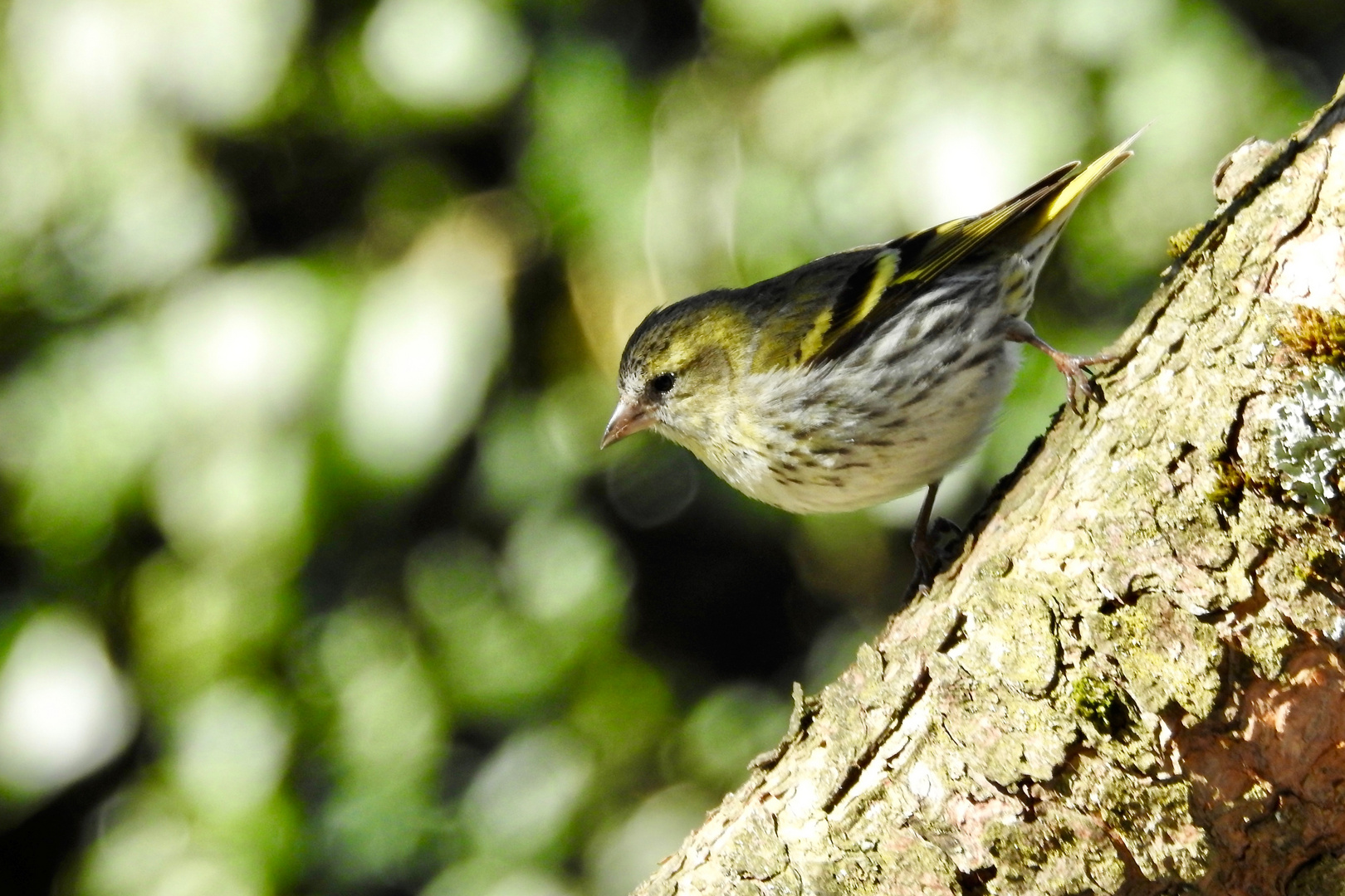 Erlenzeisig (Spinus spinus)