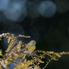 Erlenzeisig (Spinus spinus)