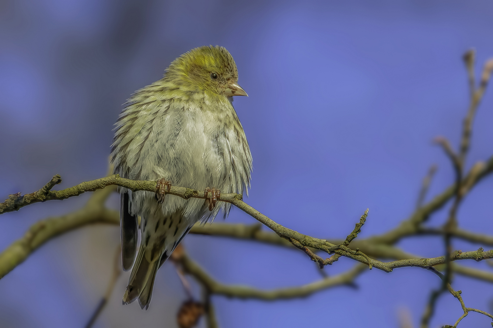 Erlenzeisig (Spinus spinus)