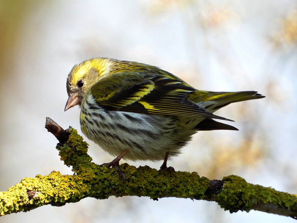 Erlenzeisig (Spinus spinus)