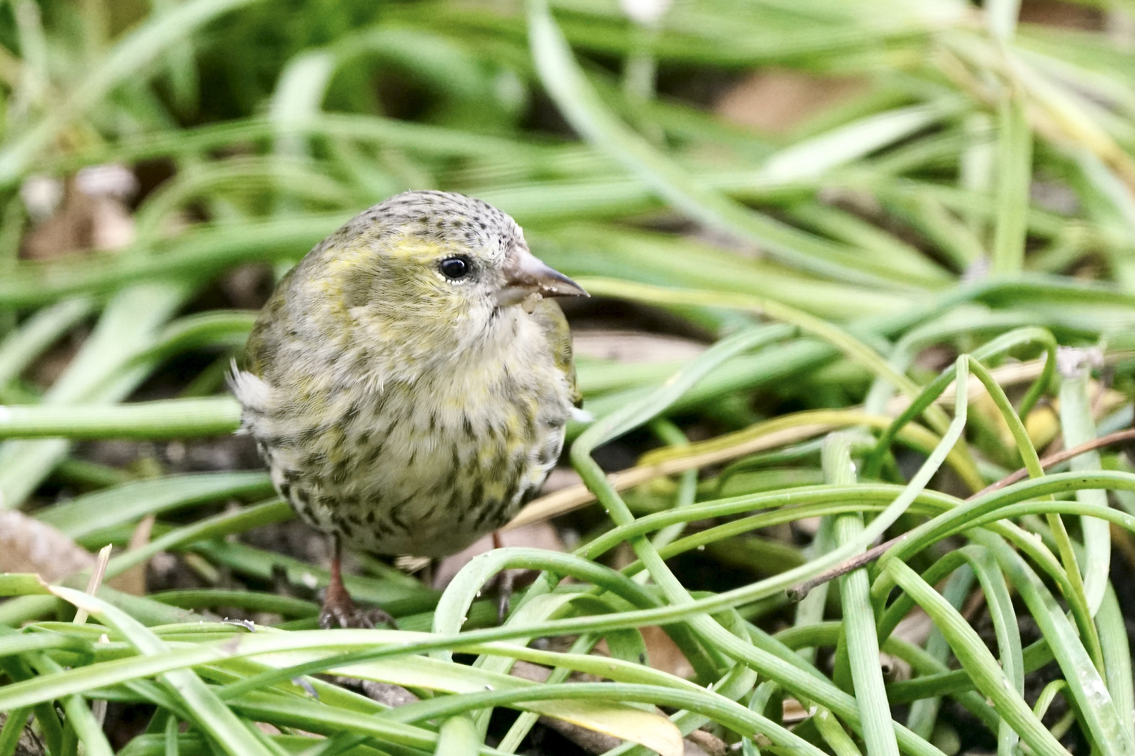 Erlenzeisig (Spinus spinus)