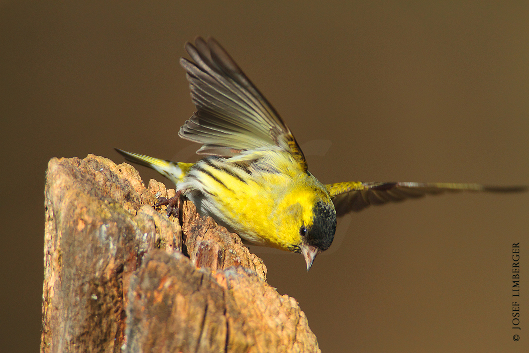 Erlenzeisig (Spinus spinus) M. Copyright Josef Limberger 