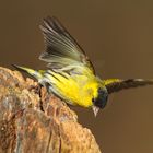 Erlenzeisig (Spinus spinus) M. Copyright Josef Limberger 