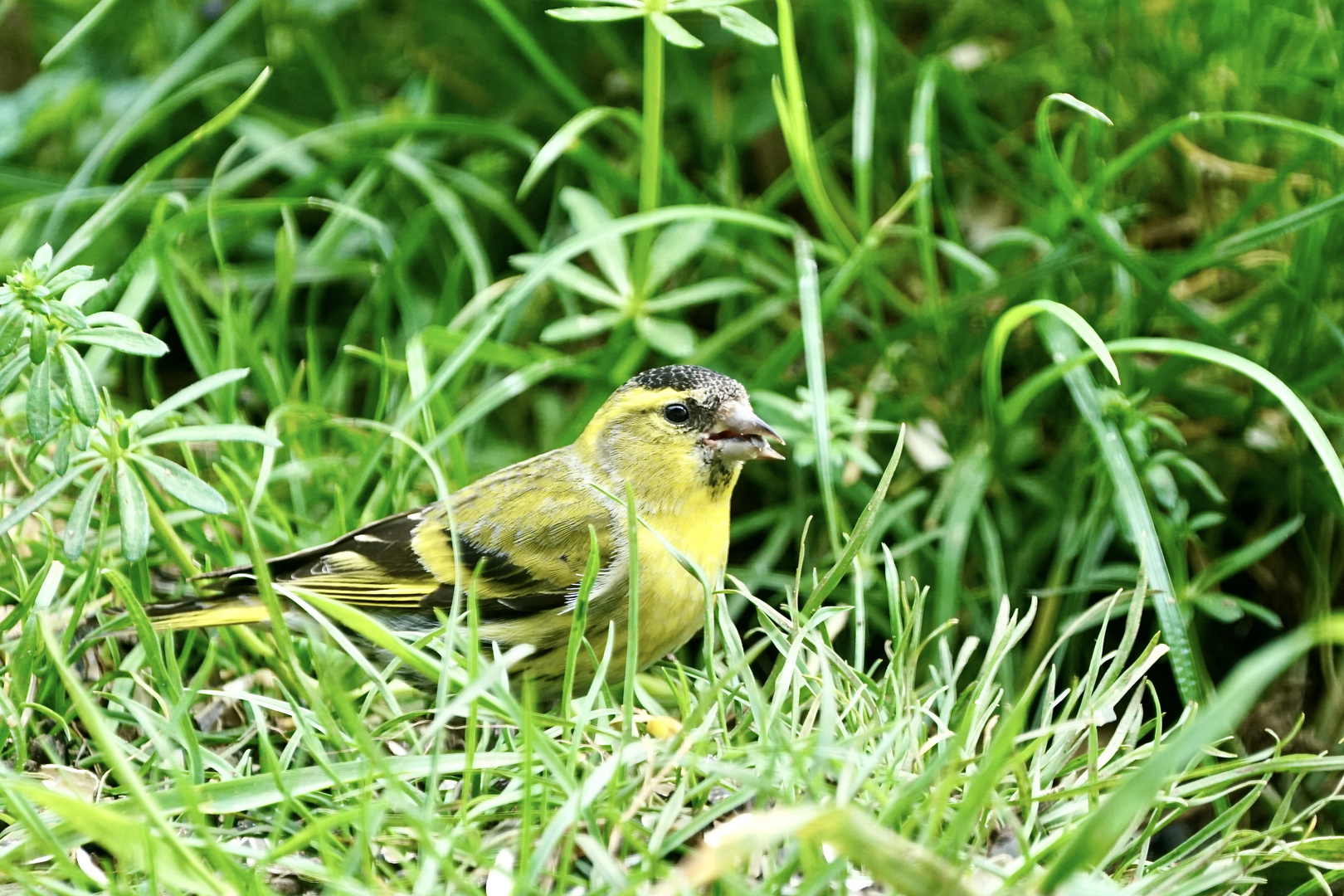 Erlenzeisig (Spinus spinus), Männchen