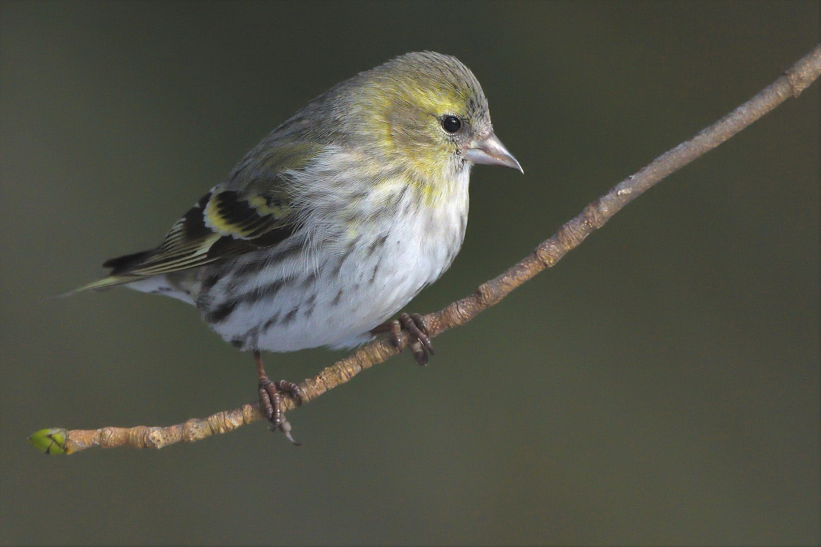 Erlenzeisig (Spinus spinus ) vom 14.02.2021