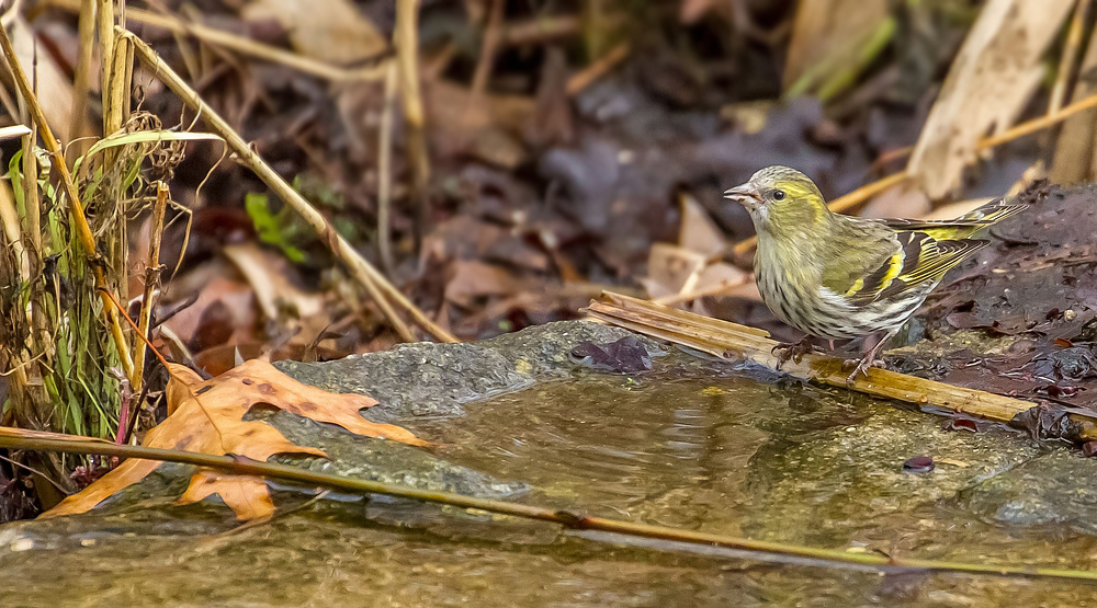 Erlenzeisig und die Wasserstelle