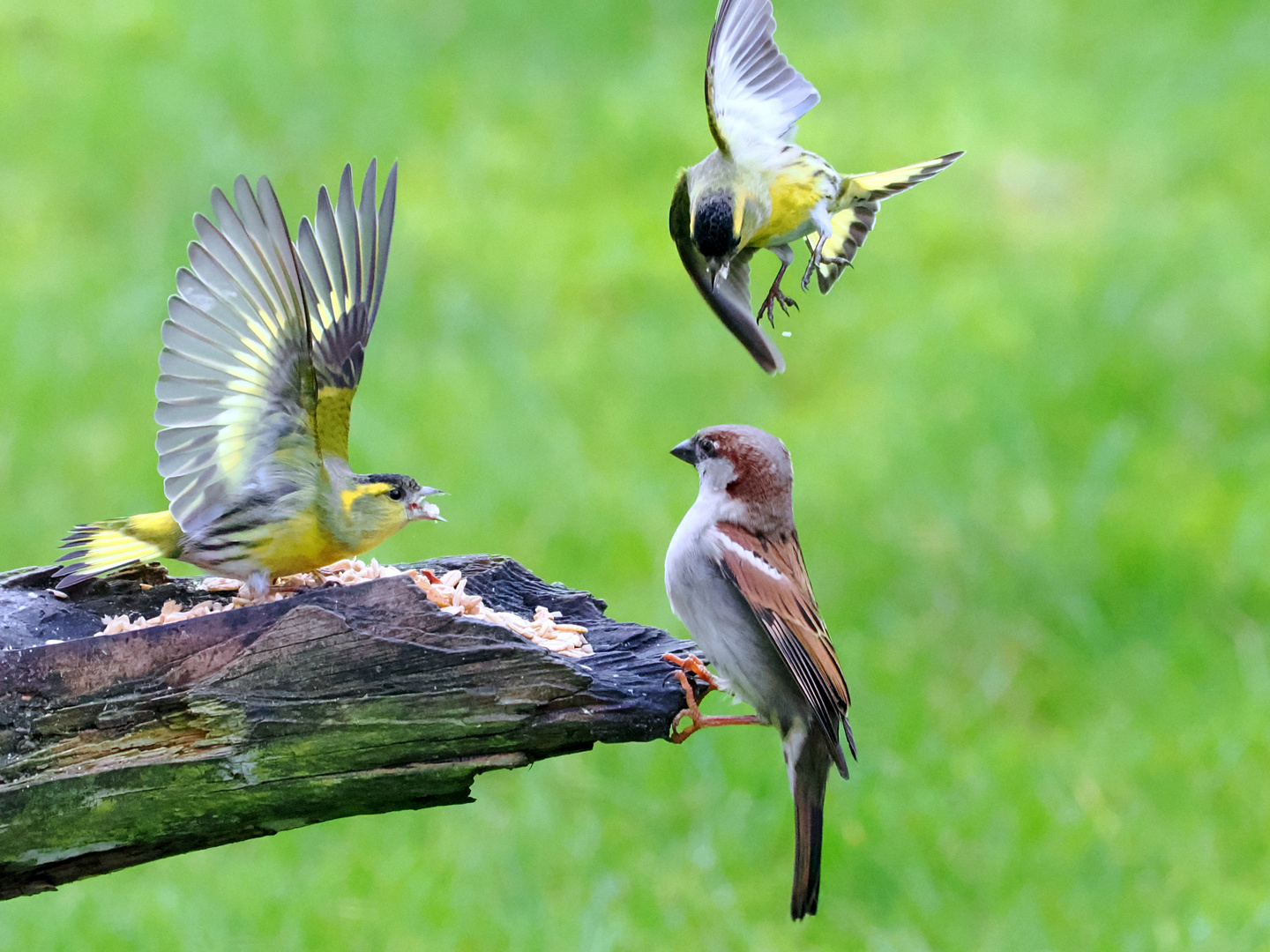 Erlenzeisig und Haussperling