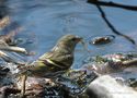 *Erlenzeisig (w)* Carduelis spinus de Bernd Ullrich 