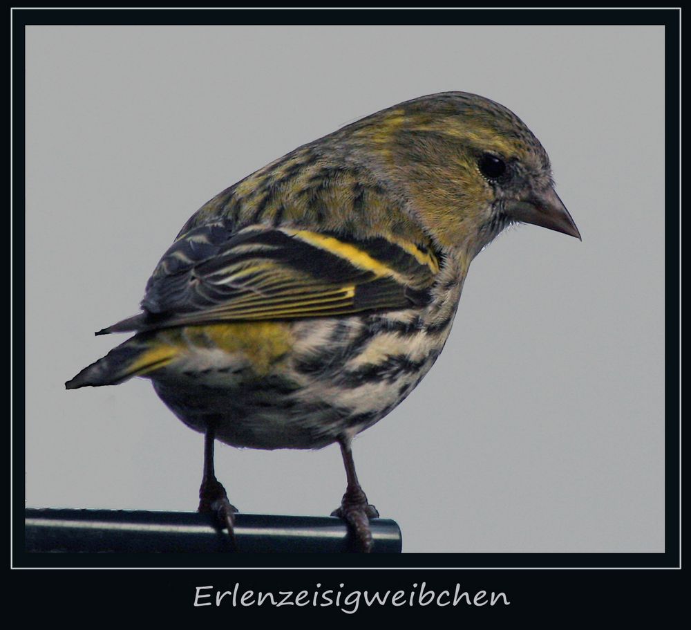 Erlenzeisig-Weibchen