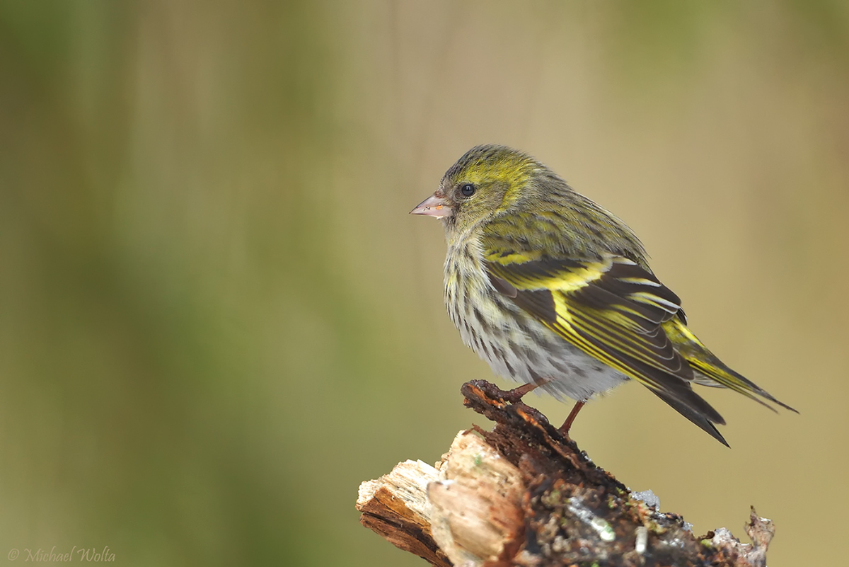 Erlenzeisig-Weibchen Foto & Bild | tiere, wildlife, wildlife luder ...