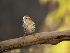 Erlenzeisig - Weibchen