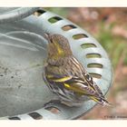 Erlenzeisig Weibchen an der Vogeltränke