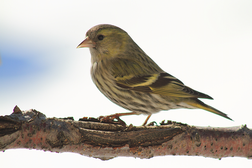 Erlenzeisig (Weibchen)