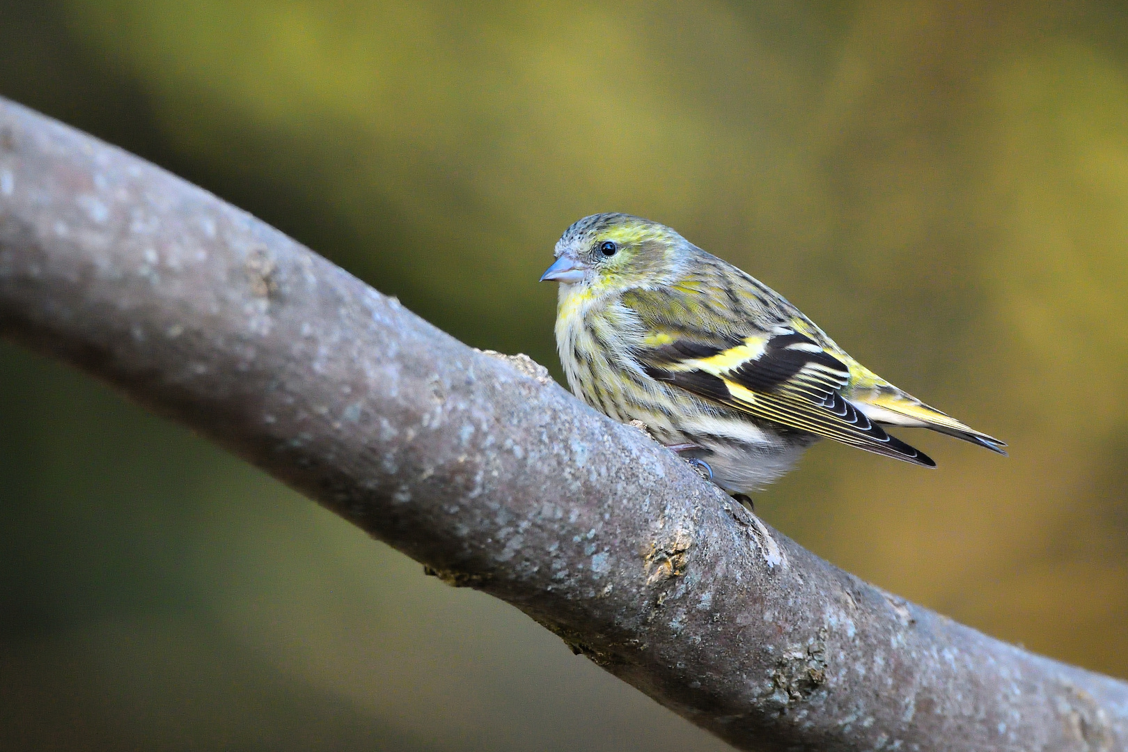 Erlenzeisig Weibchen (Spinus spinus, Syn.: Carduelis spinus)