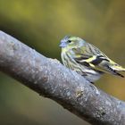 Erlenzeisig Weibchen (Spinus spinus, Syn.: Carduelis spinus)