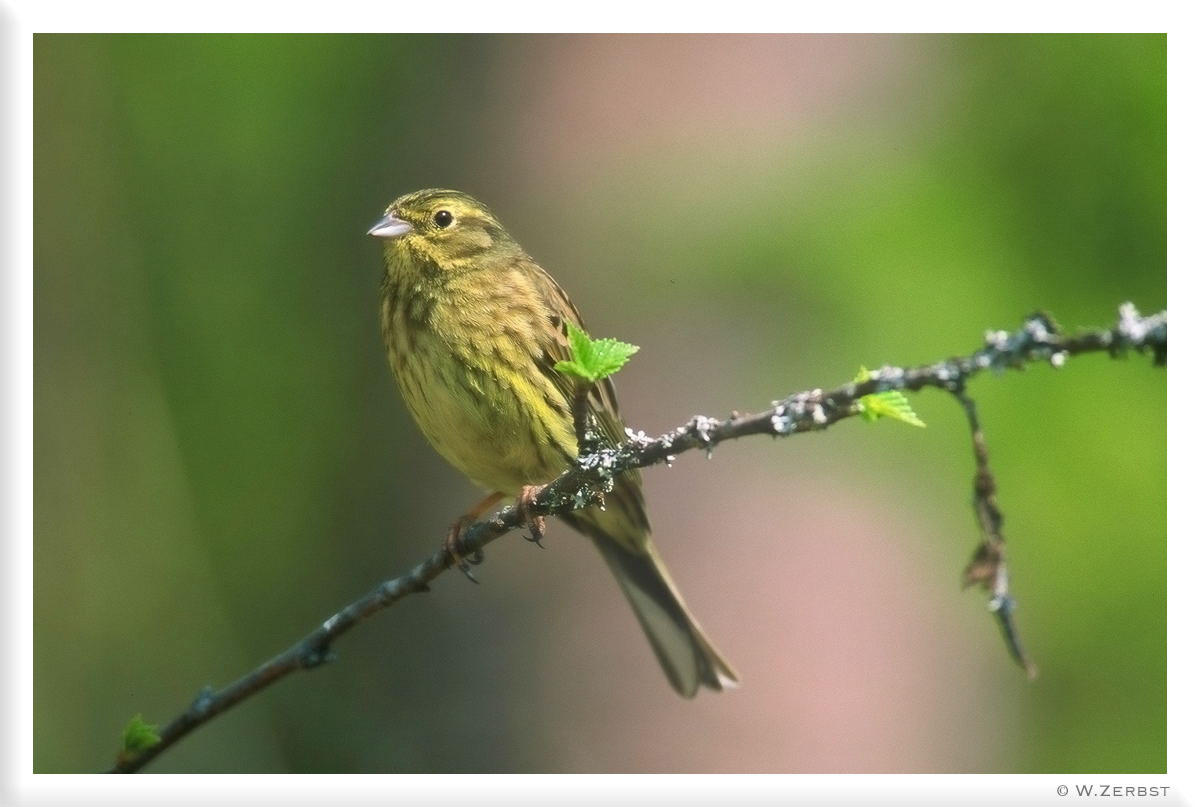 Erlenzeisig weibl. - ( Carduelis spinus )