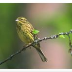 Erlenzeisig weibl. - ( Carduelis spinus )