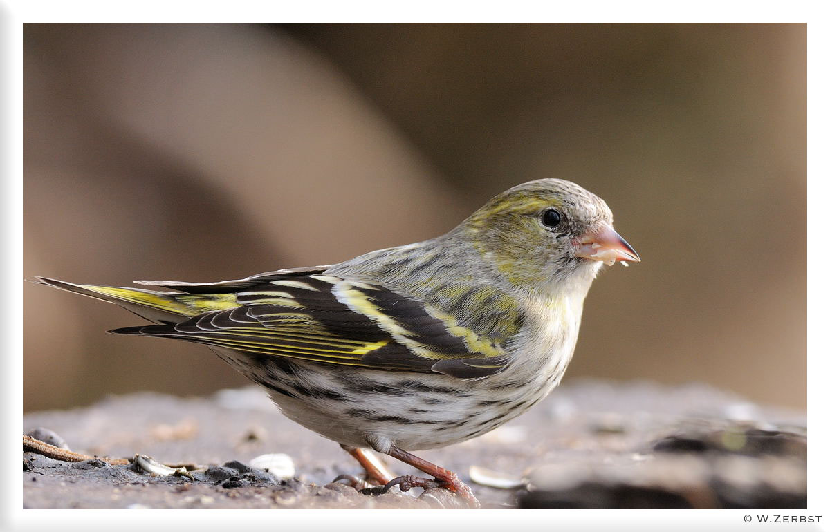 - Erlenzeisig weibl. -               (Carduelis spinus )