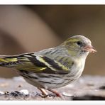 - Erlenzeisig weibl. -               (Carduelis spinus )