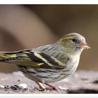 - Erlenzeisig weibl. -               (Carduelis spinus )