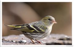 - Erlenzeisig weibl. -               (Carduelis spinus )