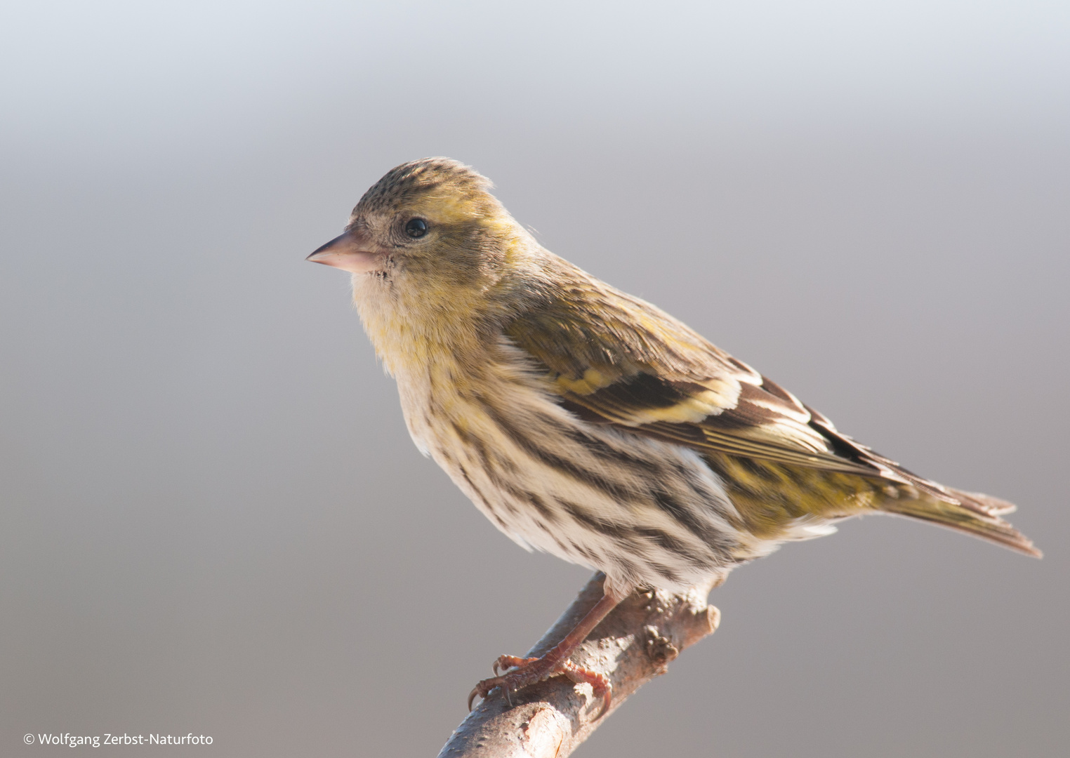 --- Erlenzeisig weibl. ---  ( Carduelis spinus )