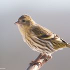 --- Erlenzeisig weibl. ---  ( Carduelis spinus )