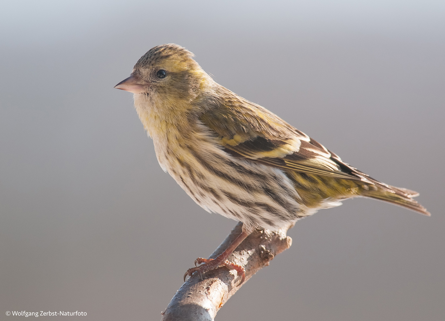 --- Erlenzeisig weibl. ( Carduelis spinus )