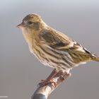 --- Erlenzeisig weibl. ( Carduelis spinus )